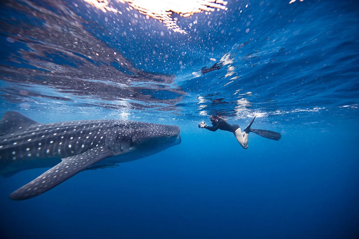 <span class="small">Sea Experiences</span><br>Dive into the blue