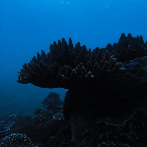 rinjani bay (1)