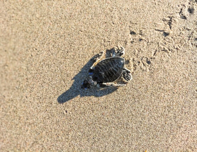 Turtle Hatchery
