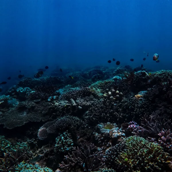 rinjani bay (13)